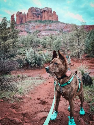 This may contain: a brown dog wearing blue boots standing on top of a dirt field next to a mountain