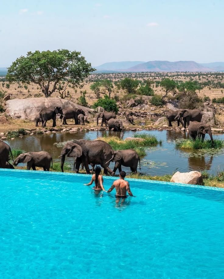This may contain: two people are standing in the water with elephants behind them and one person is swimming