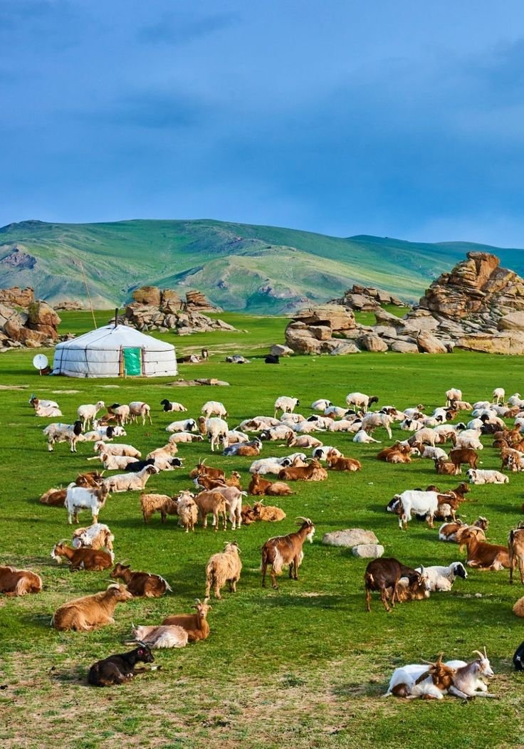 This may contain: a herd of cattle grazing in a green field with mountains in the background and blue sky