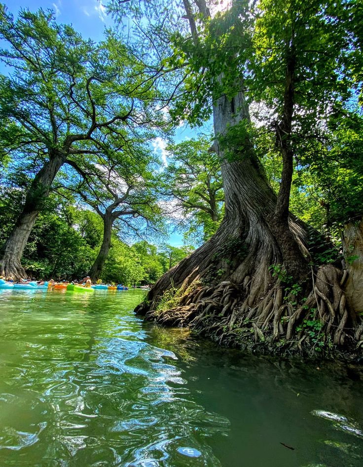 This may contain: people are kayaking down the river with trees growing out of their trunks and roots