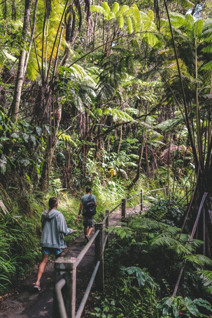 This may contain: two people walking down a path in the woods with trees and ferns on either side