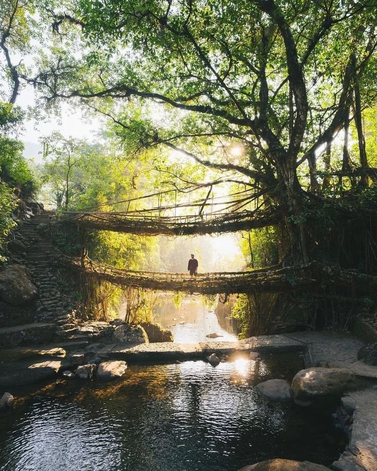 This may contain: a person standing on a bridge over a stream in the woods with sun shining through trees