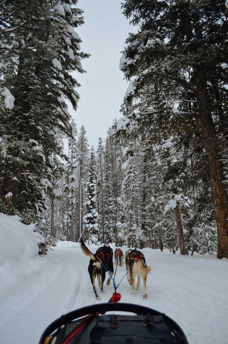 This may contain: two dogs are pulling a sled through the snow in front of some pine trees