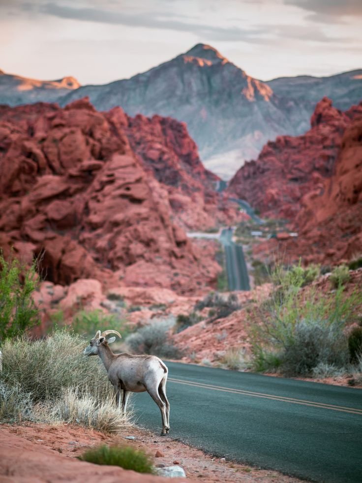 This may contain: a mountain goat stands on the side of a road in front of some red mountains