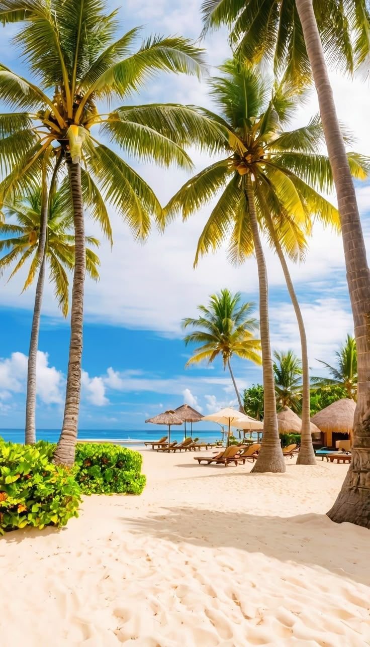 This may contain: palm trees line the beach with chairs and umbrellas