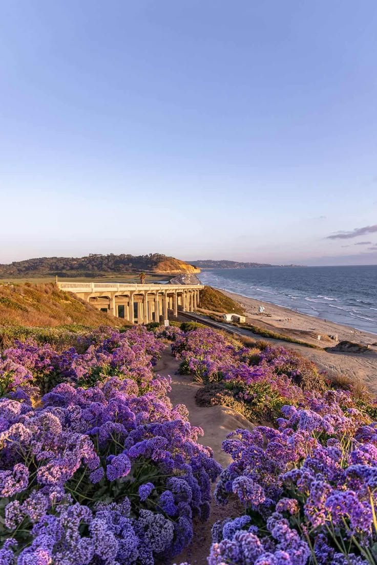 This may contain: purple flowers are growing on the side of a beach