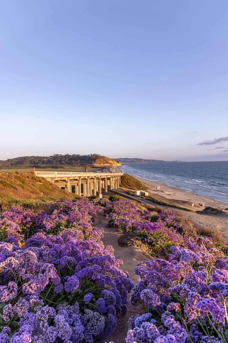 This may contain: purple flowers are growing on the side of a beach