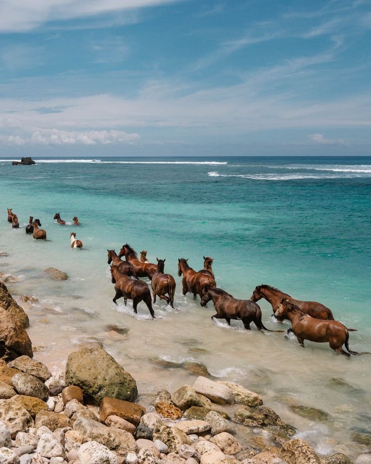 This may contain: many horses are running in the water near some rocks and sand on the shore line