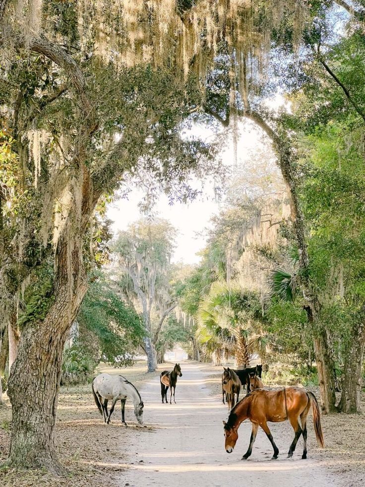 This may contain: horses walking down a dirt road under trees with spanish moss hanging from the branches overhanging them