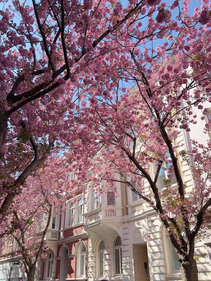 This may contain: pink flowers are blooming on the trees in front of a white and red building