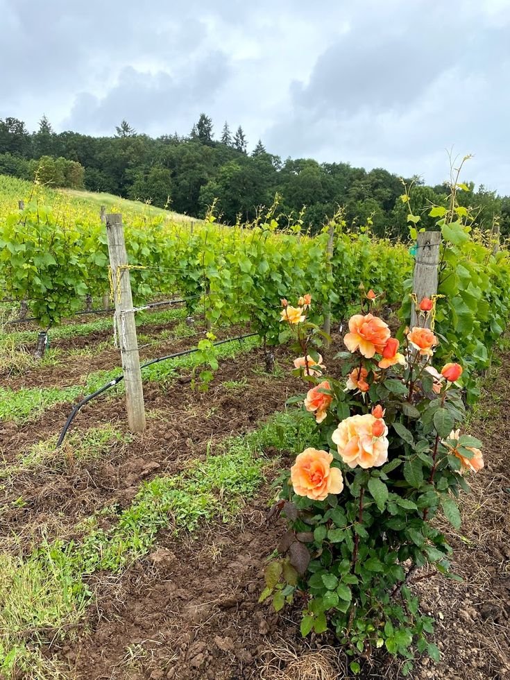This may contain: an orange rose bush in the middle of a field with vines and trees behind it
