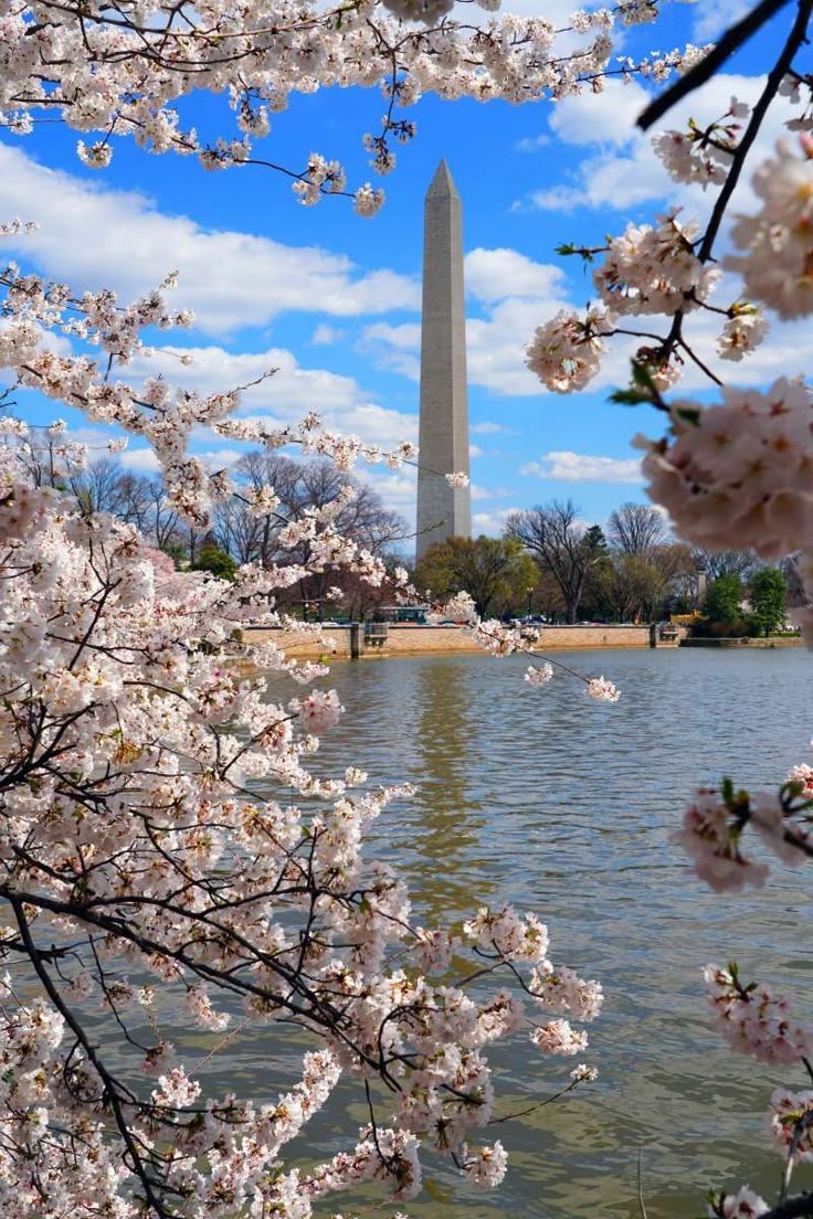 This may contain: the washington monument is surrounded by cherry blossom trees and in front of it's reflecting pond