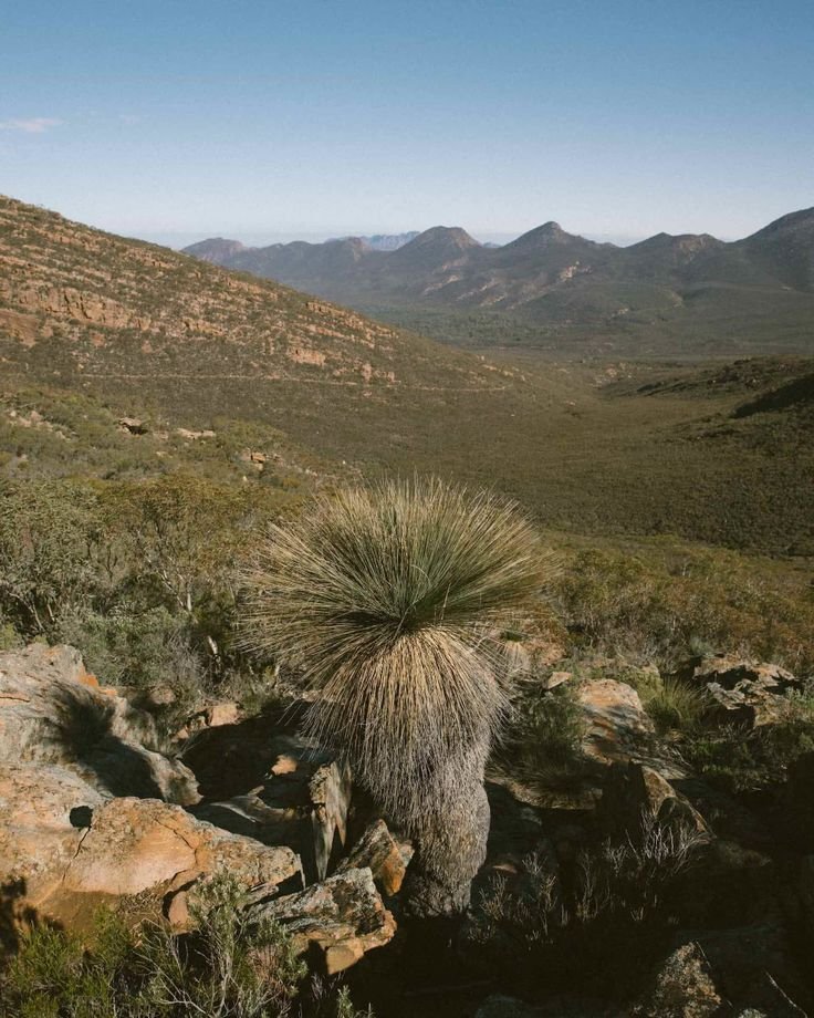 This may contain: a small plant is growing out of some rocks in the desert with mountains in the background