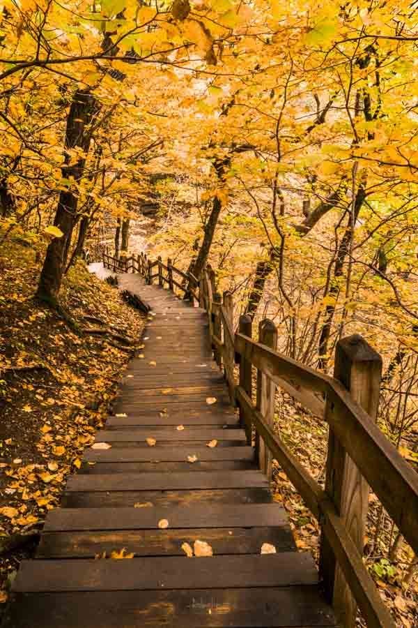 This may contain: a wooden path in the woods with yellow leaves