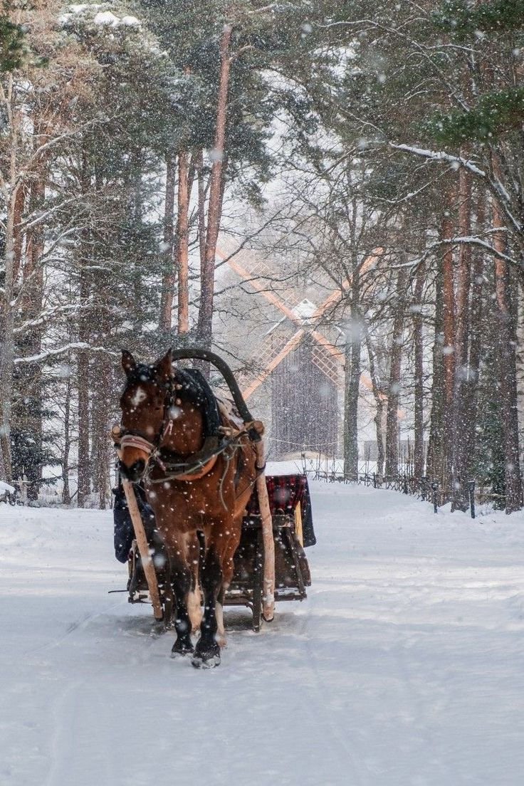 This may contain: two horses pulling a sleigh through the snow