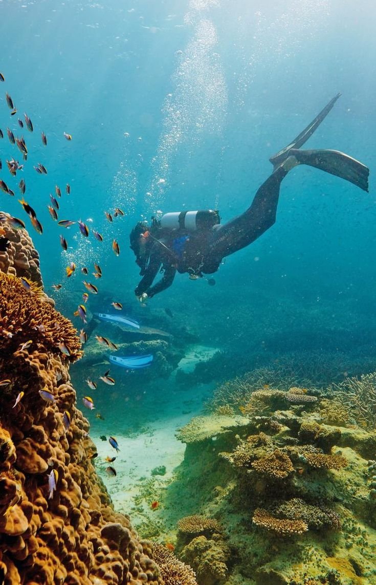 This may contain: a person diving in the ocean with lots of fish around them and some corals