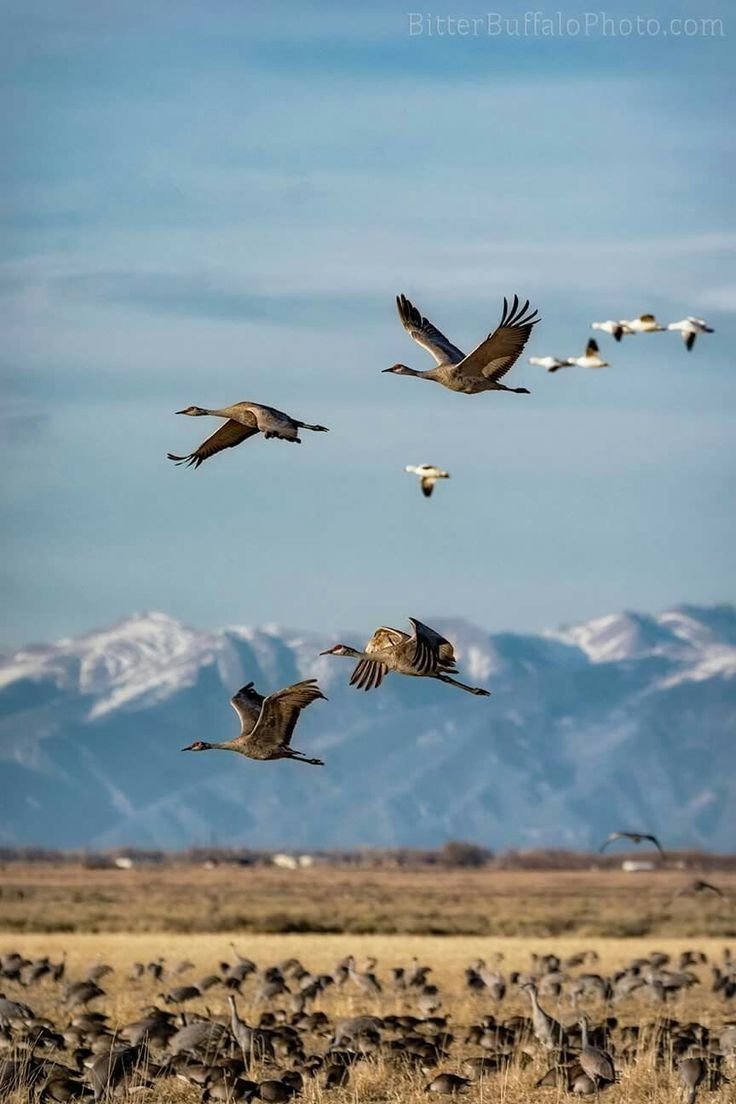 This may contain: a flock of birds flying over a dry grass covered field with mountains in the background