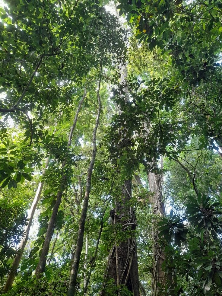 This may contain: looking up into the canopy of a tropical forest