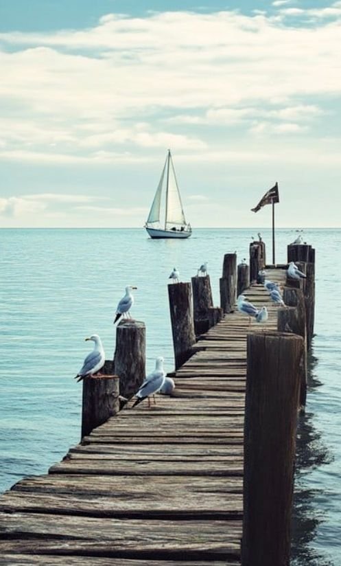 This may contain: seagulls sitting on a dock with a sailboat in the background