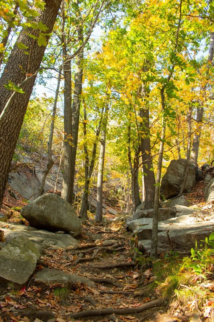 This may contain: a trail in the woods surrounded by rocks and trees with yellow leaves on it's sides