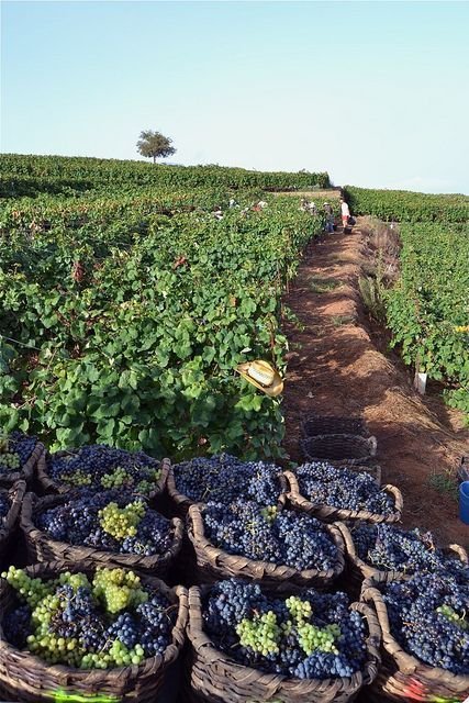 This may contain: several baskets filled with grapes in the middle of a field