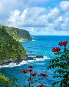 This may contain: red flowers are blooming on the side of a cliff overlooking the ocean and mountains