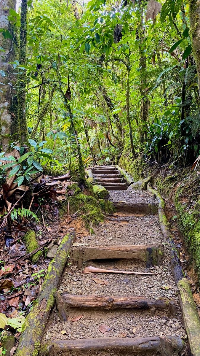 This may contain: a set of stone steps in the woods