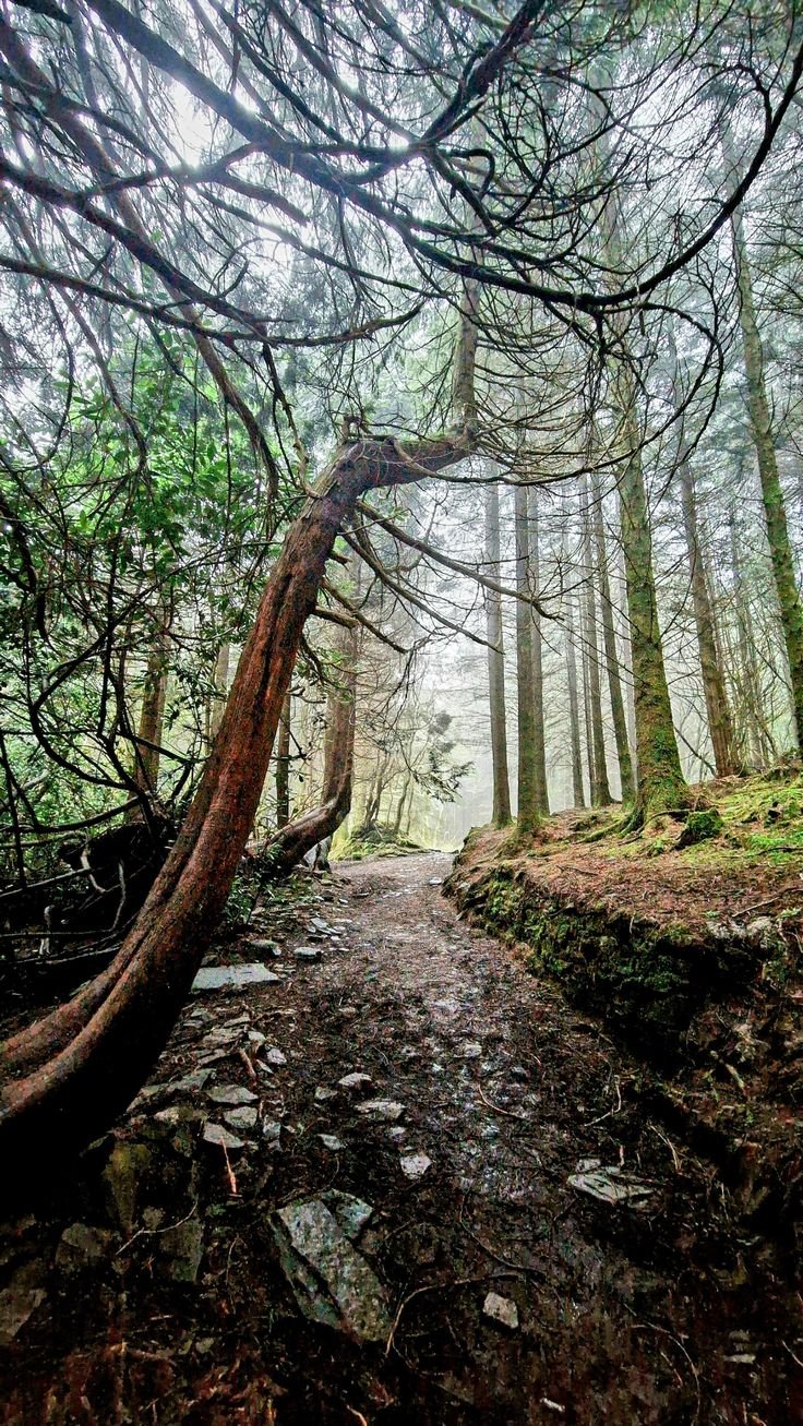 This may contain: a path in the woods with rocks and trees