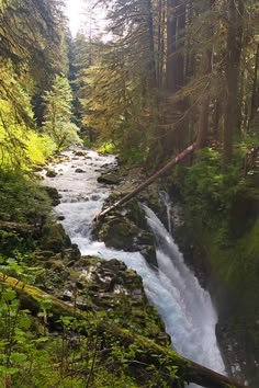 This may contain: a river running through a forest filled with lots of green plants and tall pine trees