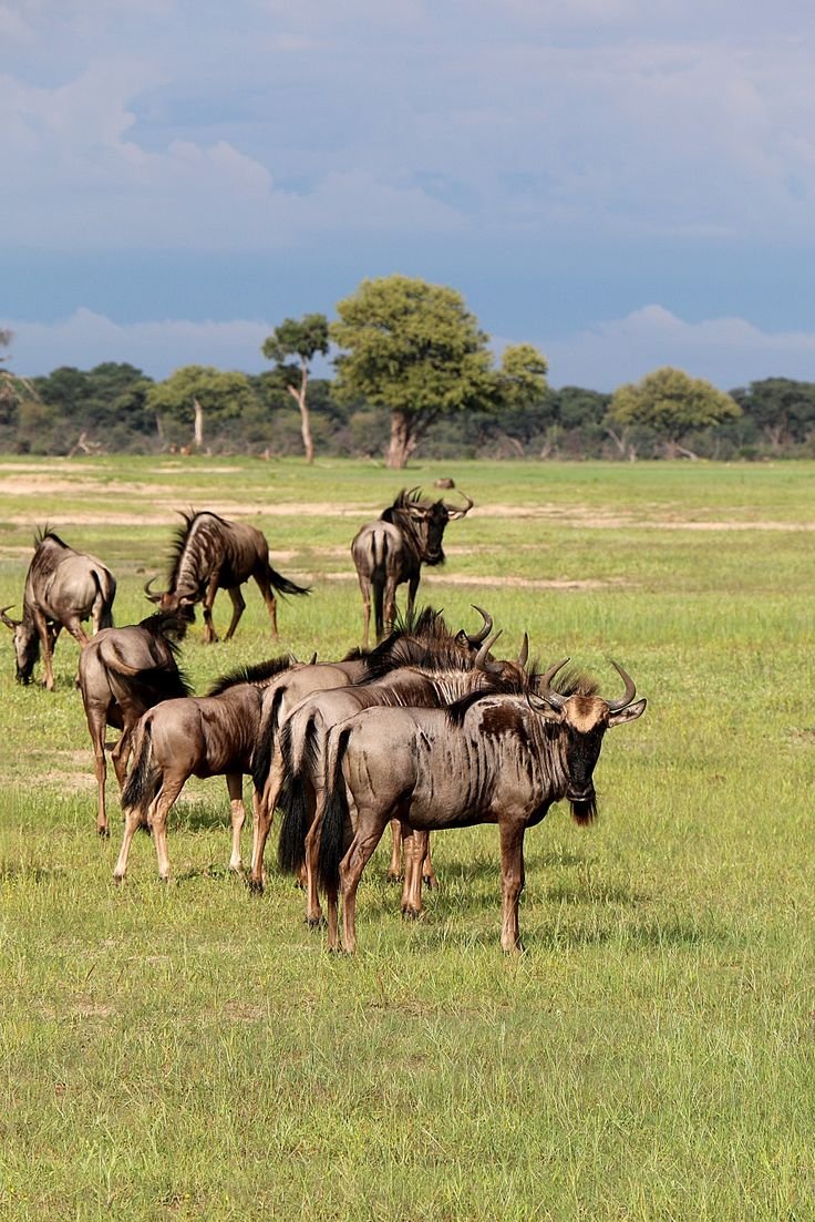 This may contain: a herd of wild animals standing on top of a lush green field