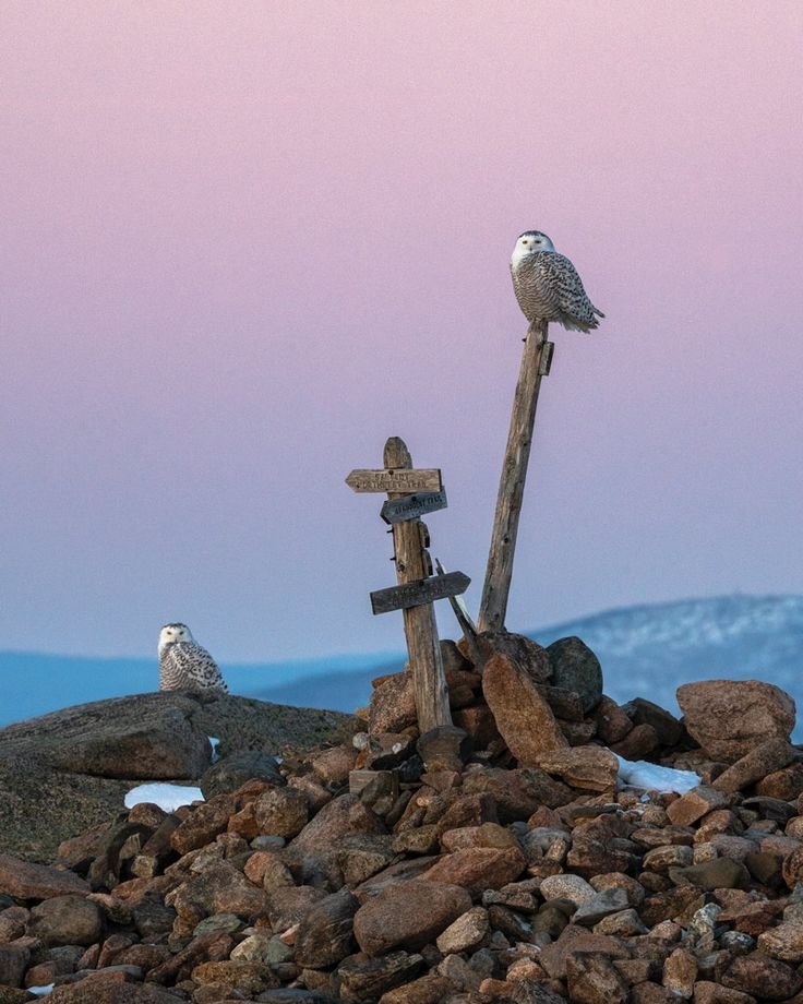 This may contain: two birds sitting on top of a wooden cross next to rocks and a rock pile