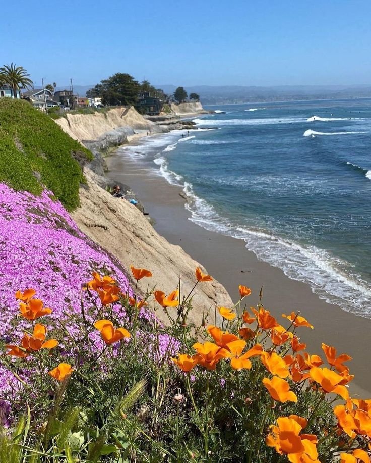 This may contain: the beach is covered in purple flowers next to the ocean and houses on the cliff