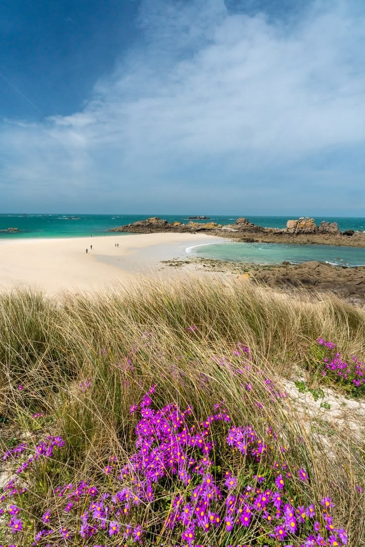 This may contain: purple flowers are growing on the sand near the water and beach with people in the distance