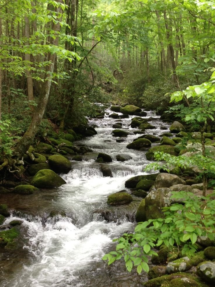 This may contain: a stream running through a forest filled with lots of green plants and rocks in the water