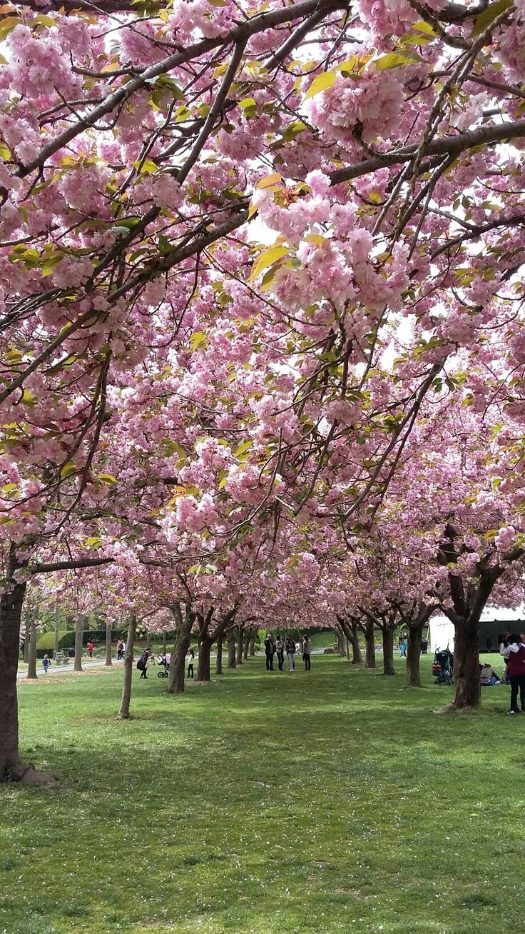 This may contain: the trees are blooming in the park with people walking under them and on the grass