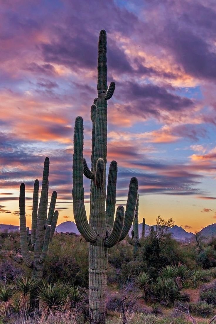 This may contain: a large cactus in the middle of a desert with purple and pink clouds above it