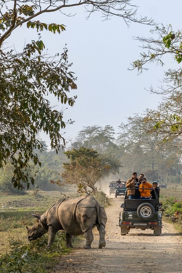 This may contain: people are riding in the back of an open jeep as two rhinos walk by
