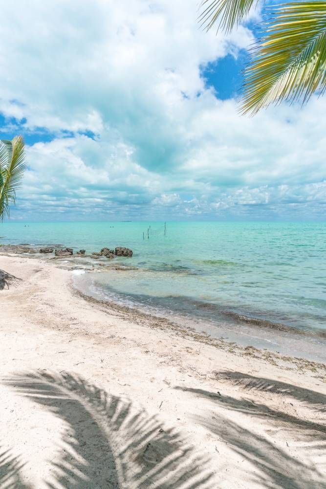 This may contain: a beach with palm trees and clear blue water