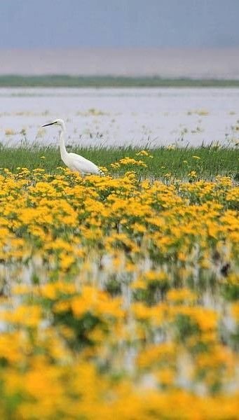 This may contain: two white birds standing in the middle of a field with yellow flowers and water behind them