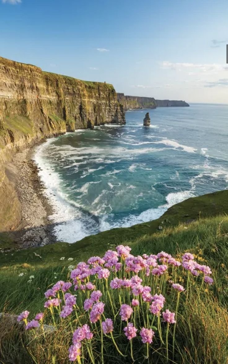 This may contain: purple flowers growing on the side of a cliff overlooking the ocean with cliffs in the background