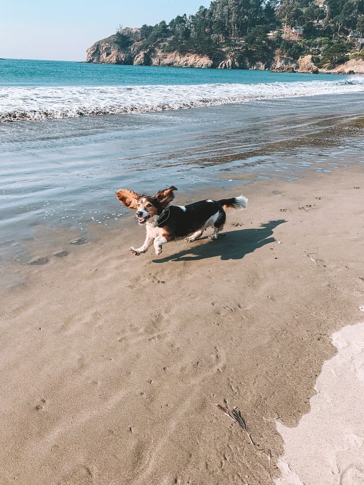 This may contain: a dog is running on the beach near the water