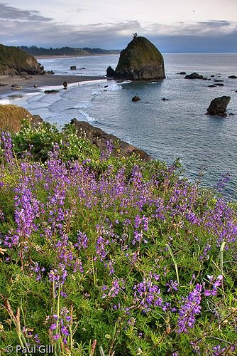 This may contain: purple flowers growing on the side of a cliff by the ocean with rocks in the background