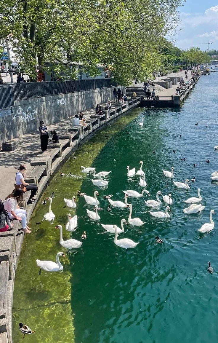 This may contain: people sitting on the edge of a river watching swans