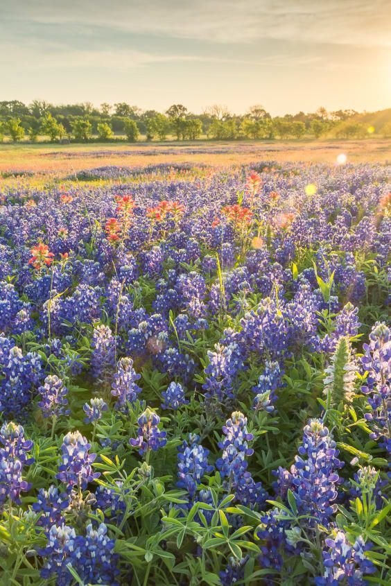 This may contain: a field full of blue and red flowers with the sun setting in the distance behind it