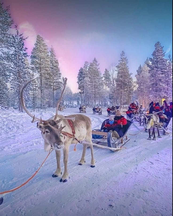 This may contain: a reindeer pulling a sleigh full of people through the snow