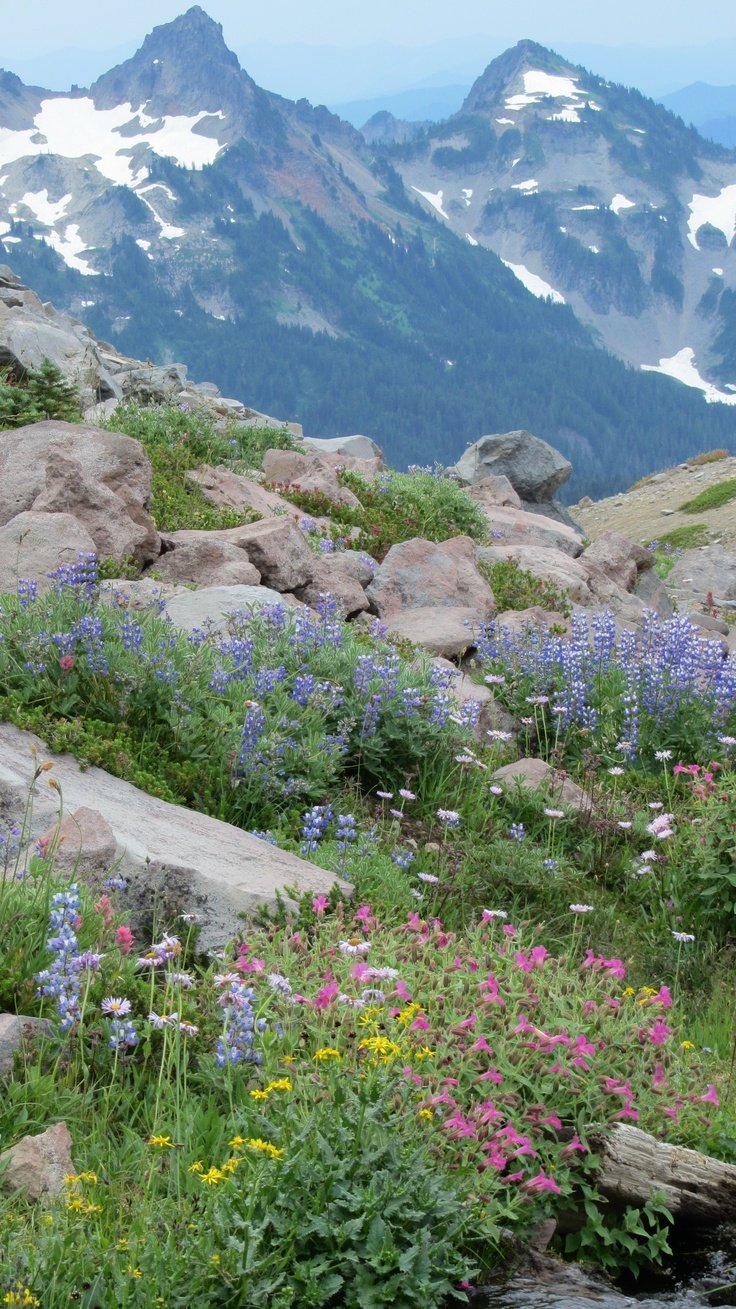 This may contain: wildflowers and other flowers grow on the side of a rocky mountain stream with snow capped mountains in the background