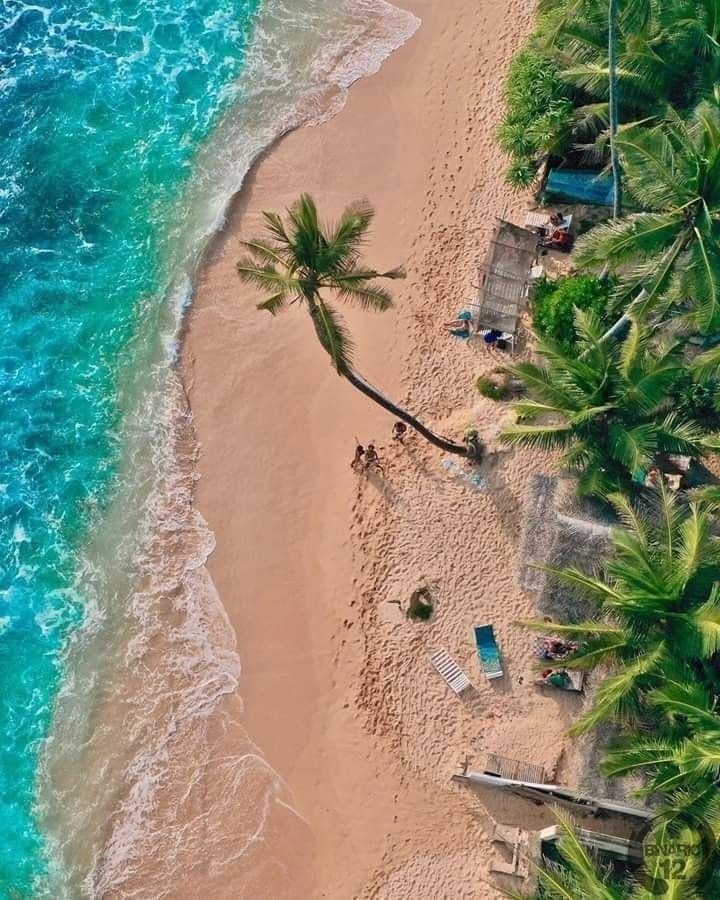 This may contain: an aerial view of a beach with palm trees