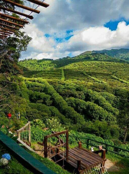 This may contain: a lush green hillside covered in trees next to a wooden deck and fenced in area