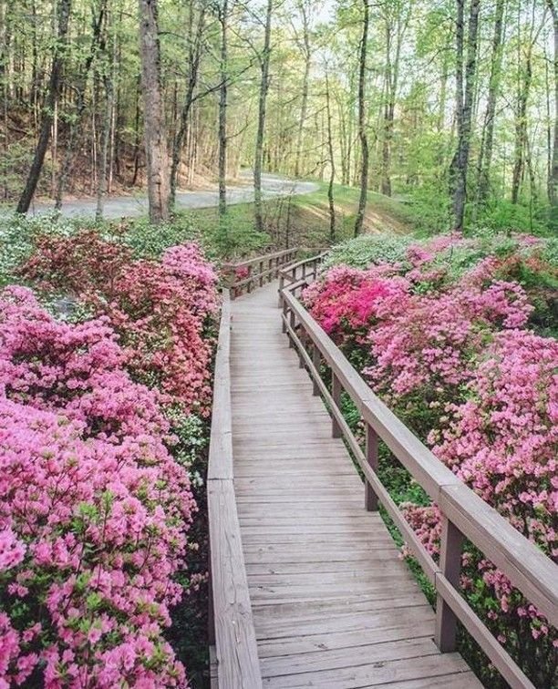 This may contain: a wooden walkway surrounded by pink flowers in the woods