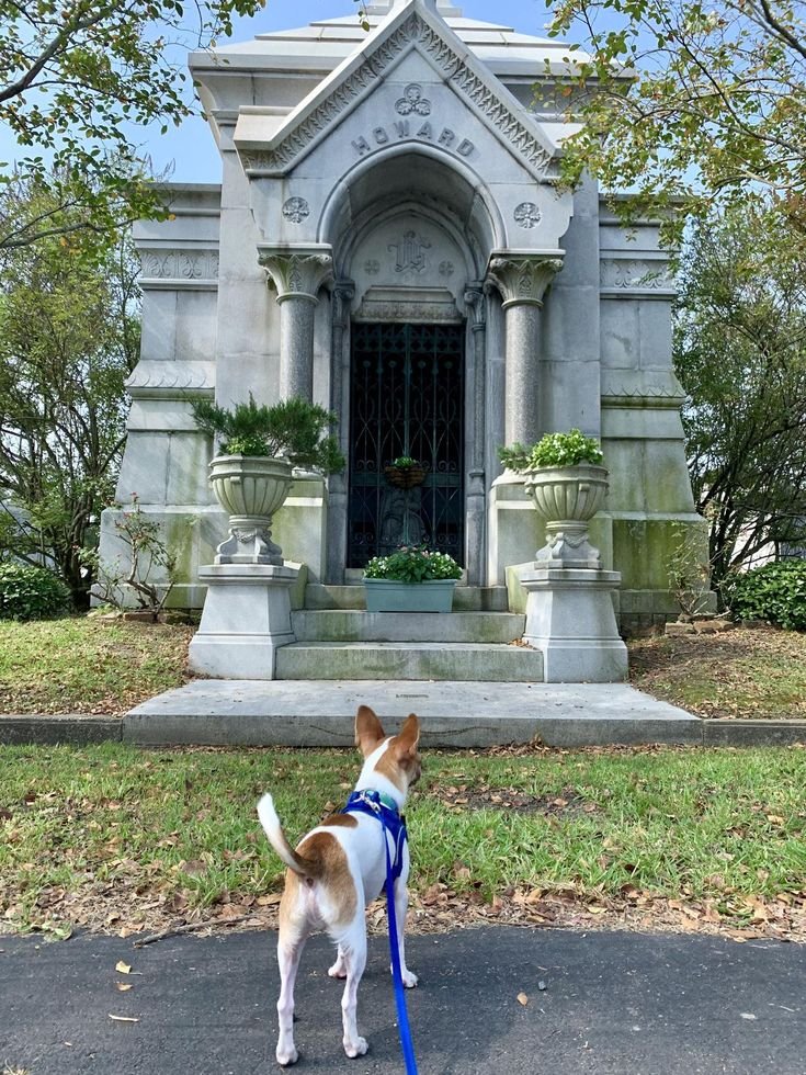 This may contain: a brown and white dog with a leash standing in front of a grave on the street